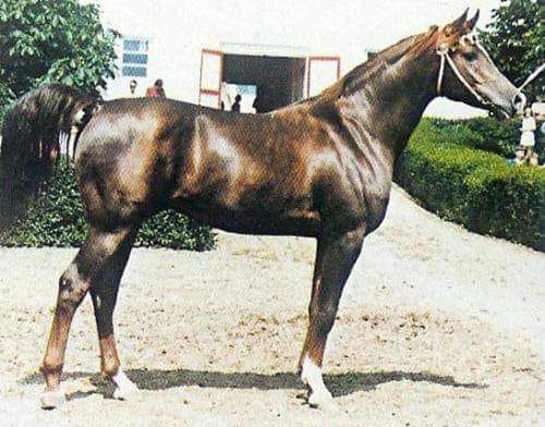 Tersk Horse